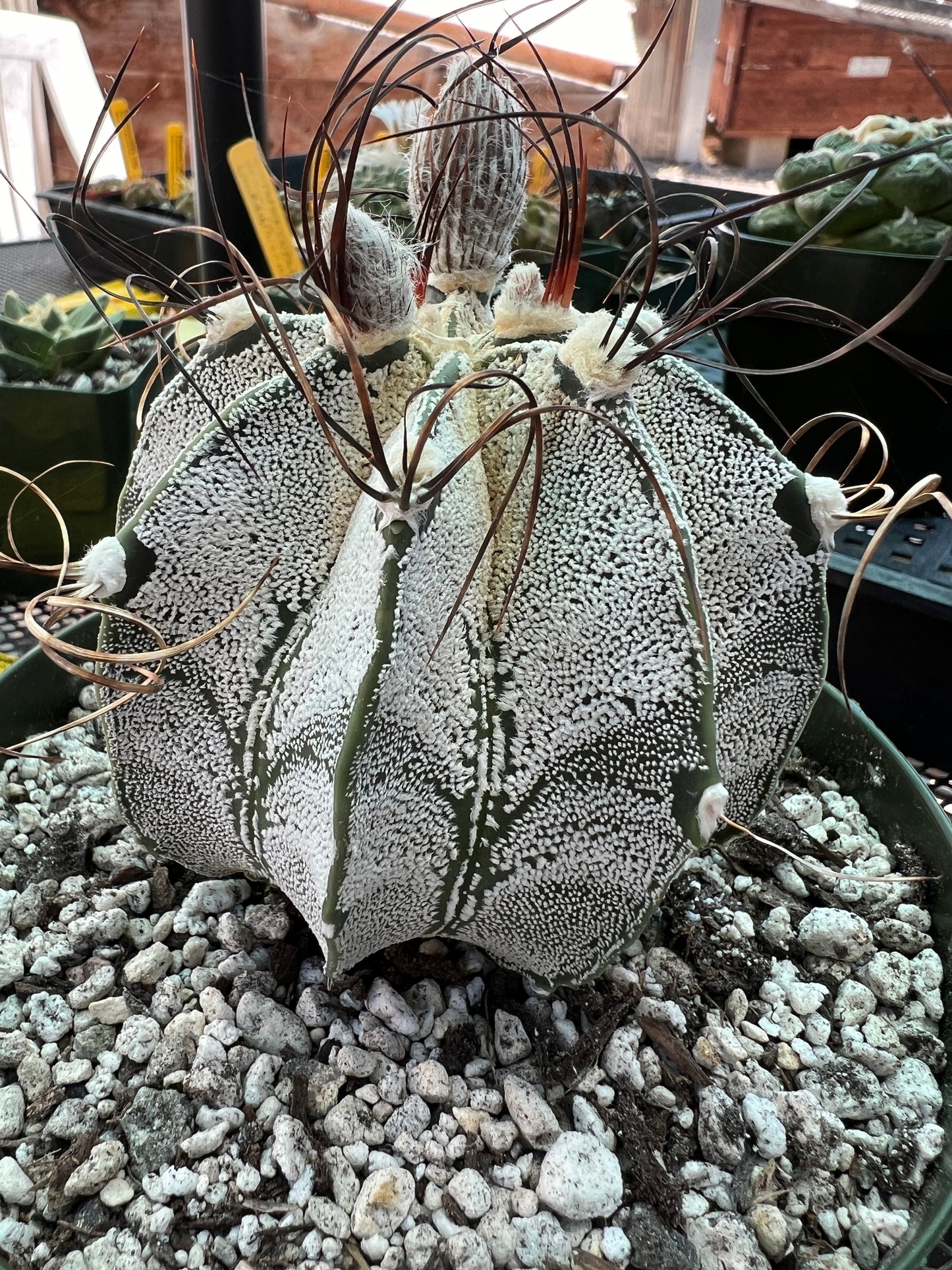 Astrophytum capricorne in 6 inch pot very nice, has growth scar