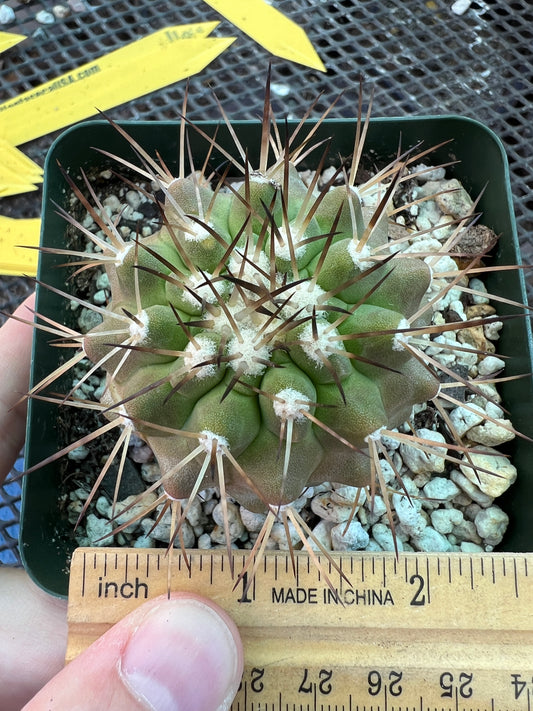 Copiapoa columna alba cactus in 3.25 inch pot with marks weird plant