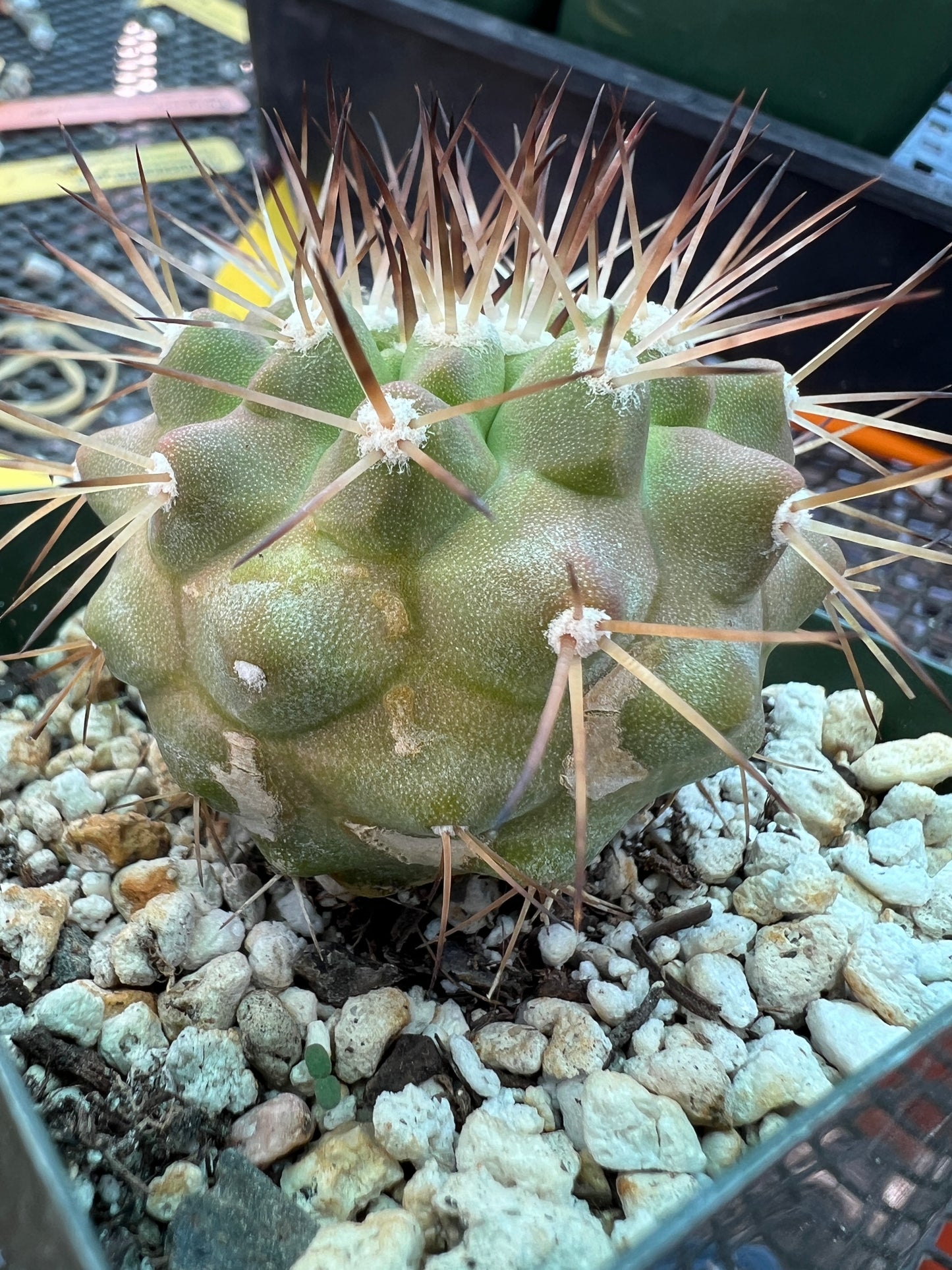 Copiapoa columna alba cactus in 3.25 inch pot with marks weird plant