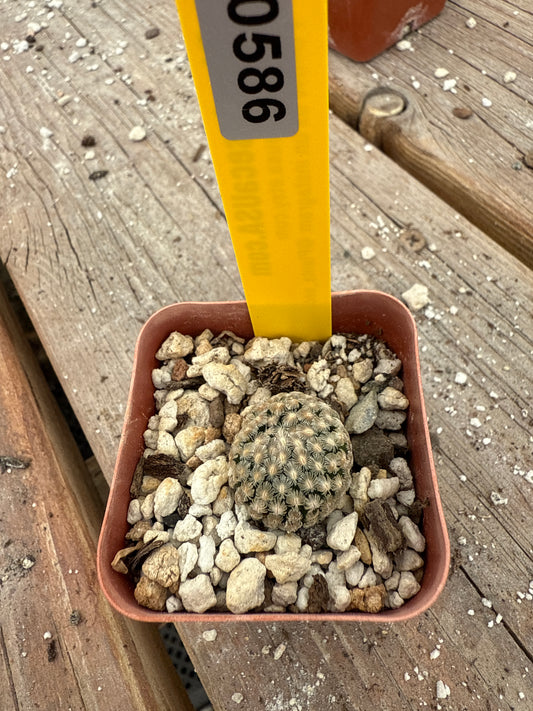 Mammillaria Sanchez mejorade 586