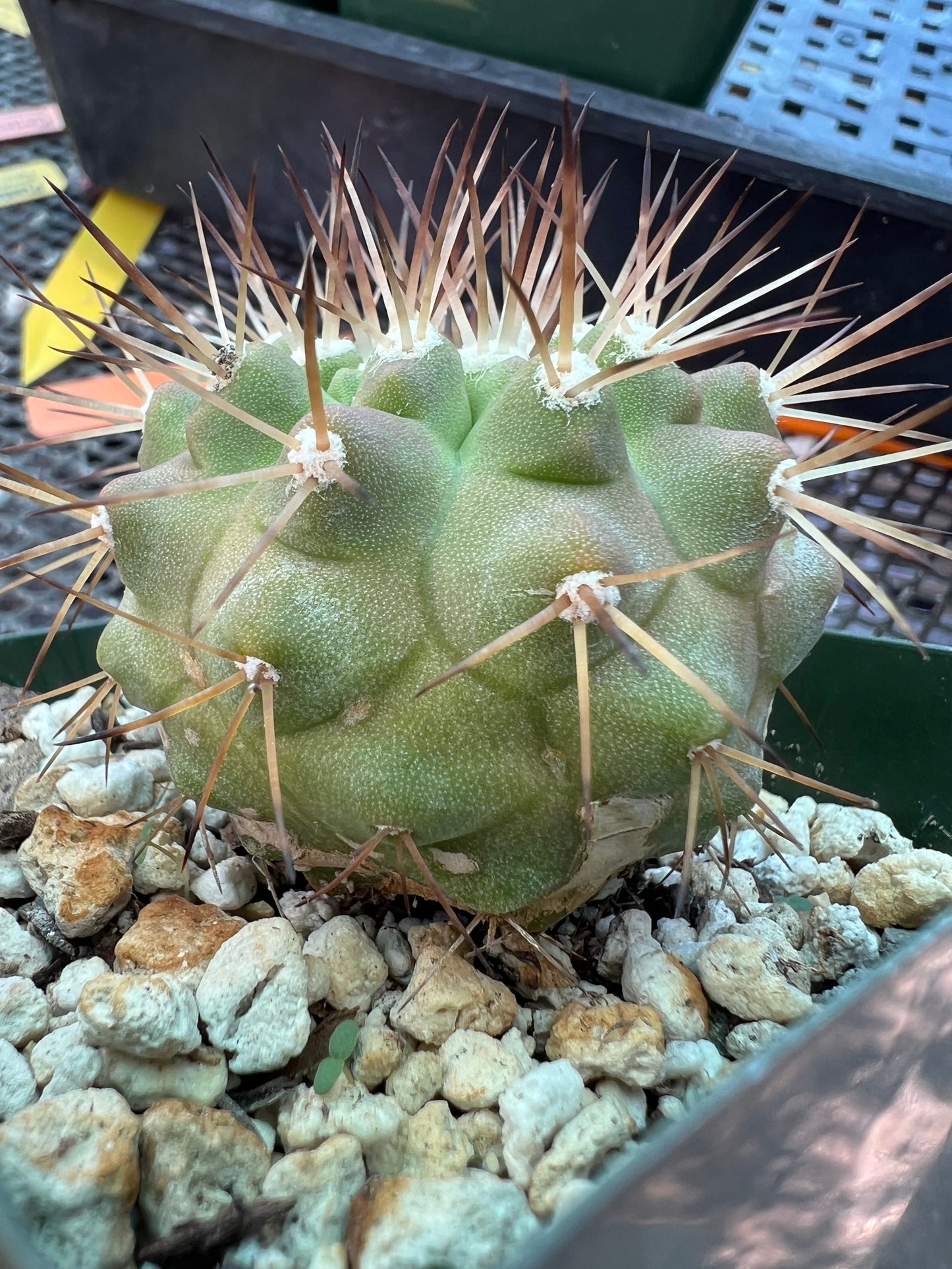 Copiapoa columna alba cactus in 3.25 inch pot with marks weird plant