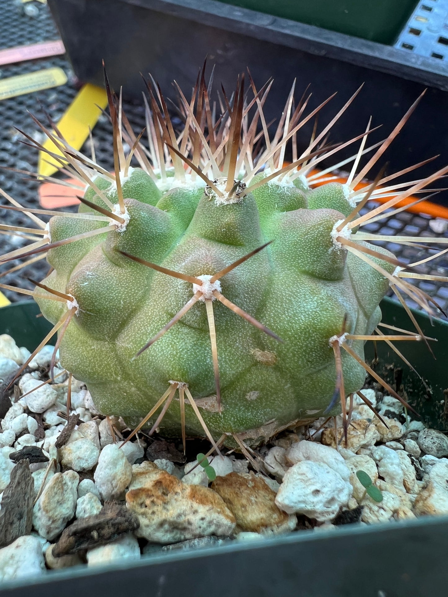 Copiapoa columna alba cactus in 3.25 inch pot with marks weird plant