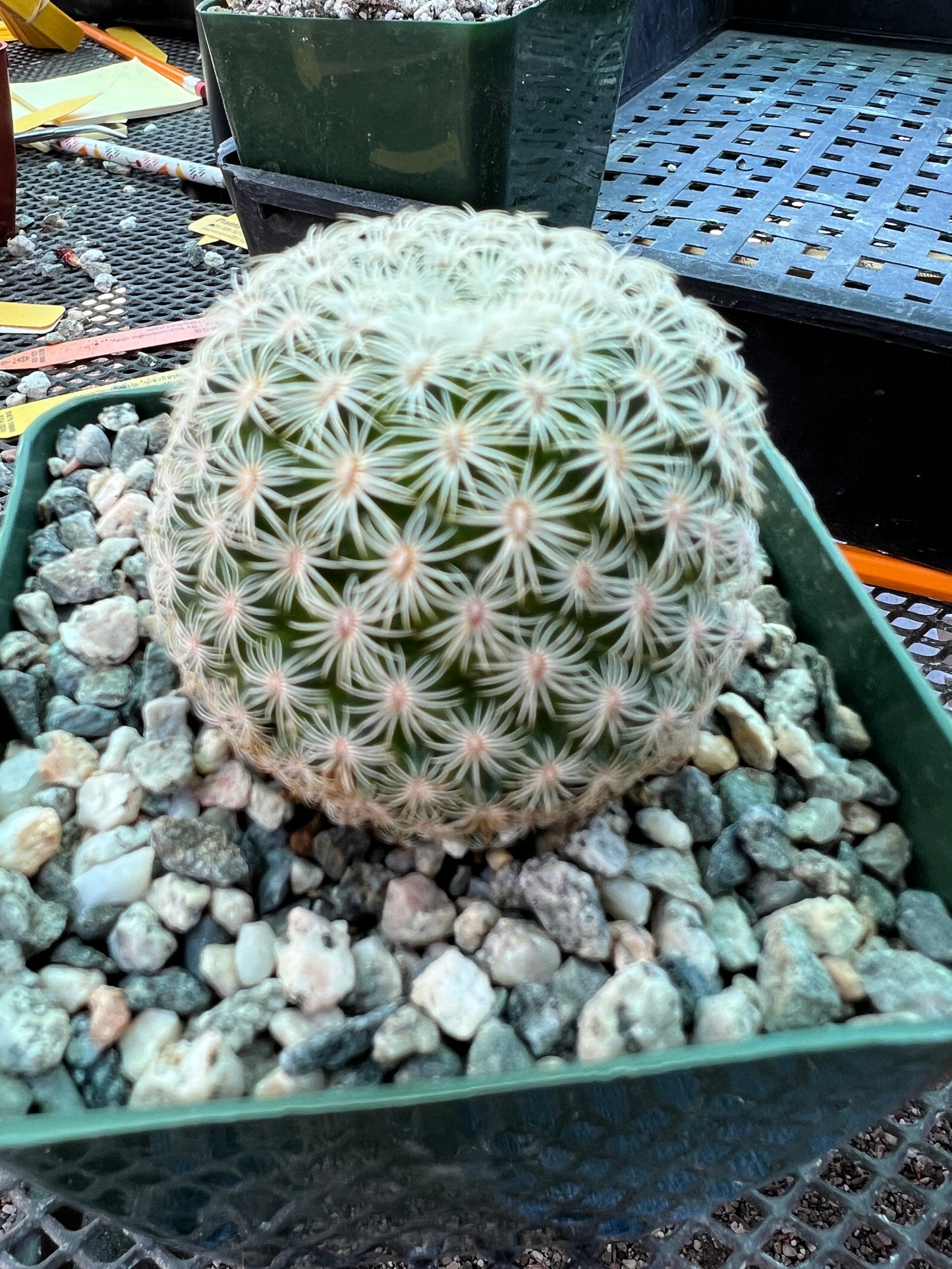 Mammillaria solisioides cactus rare