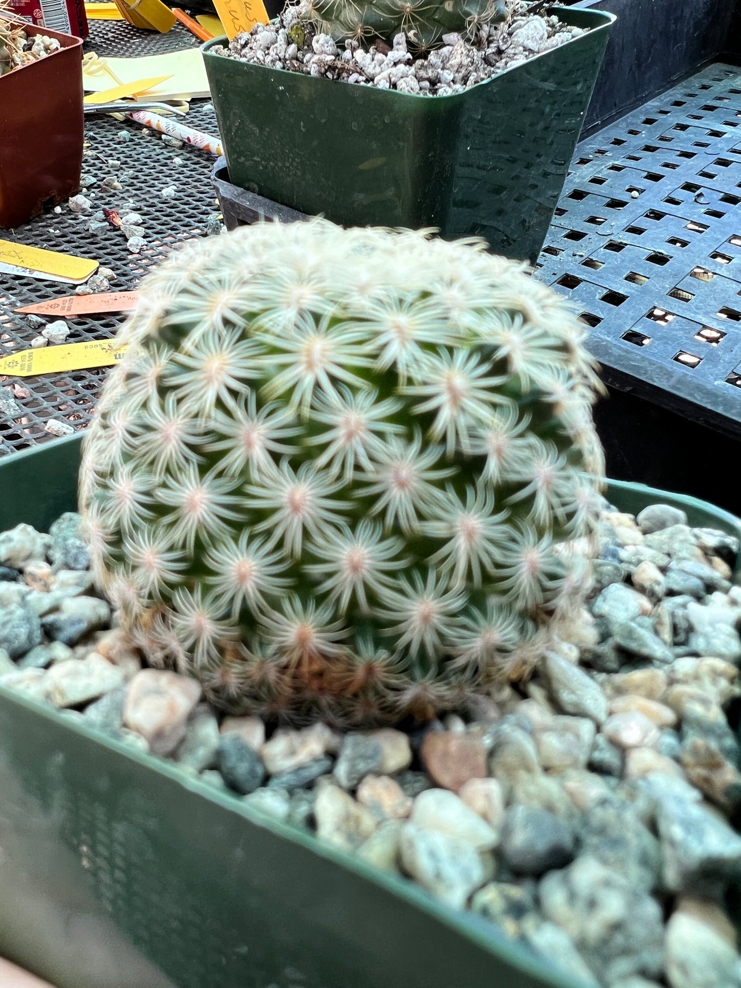 Mammillaria solisioides cactus rare