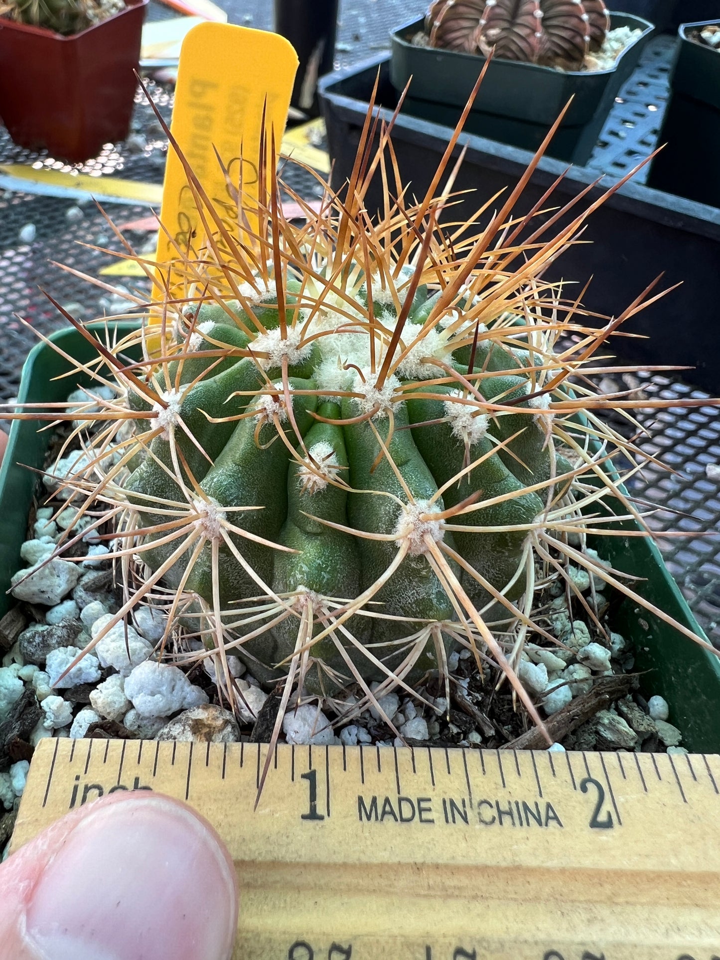 Copiapoa coquimbana cactus