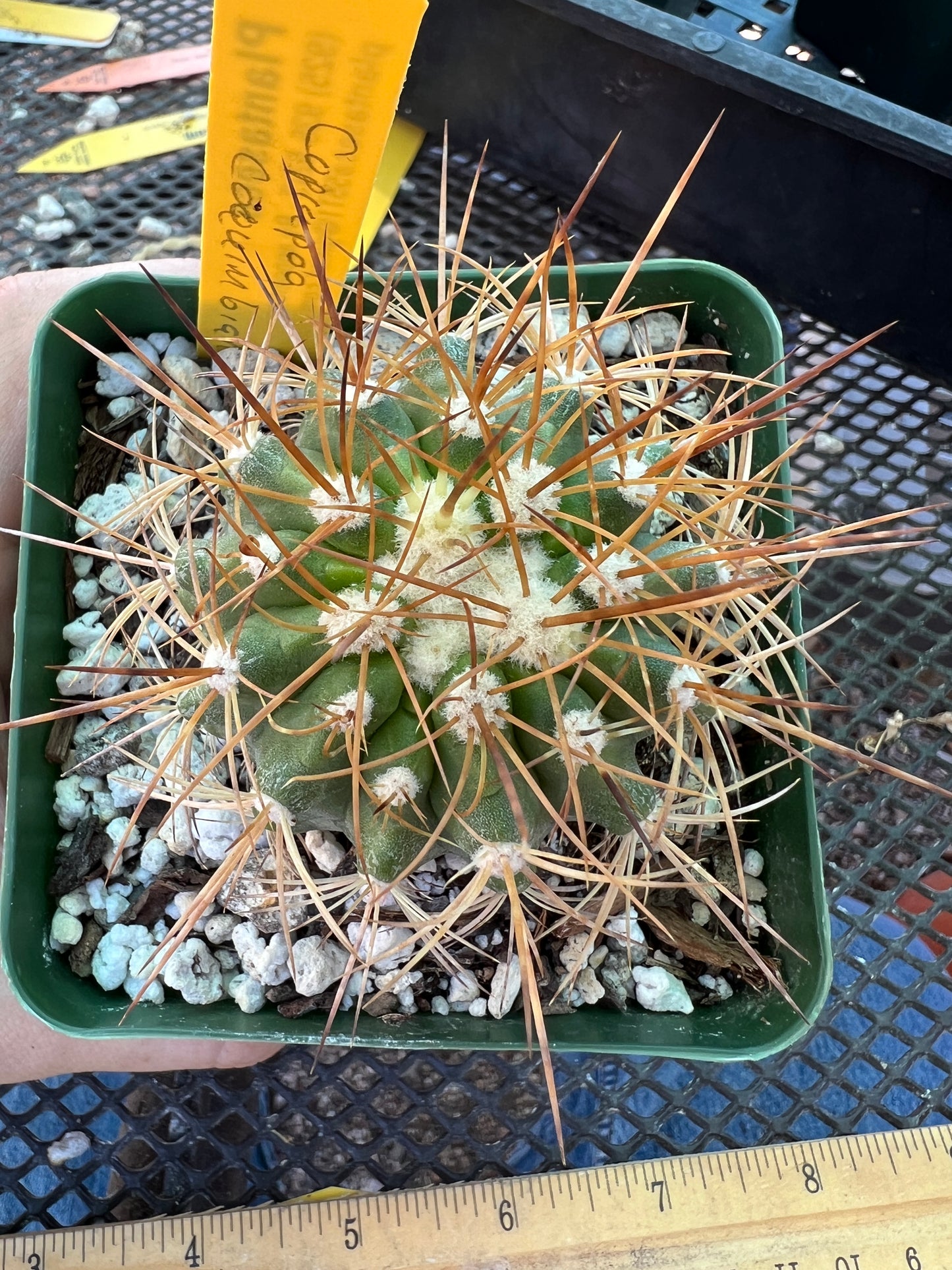 Copiapoa coquimbana cactus