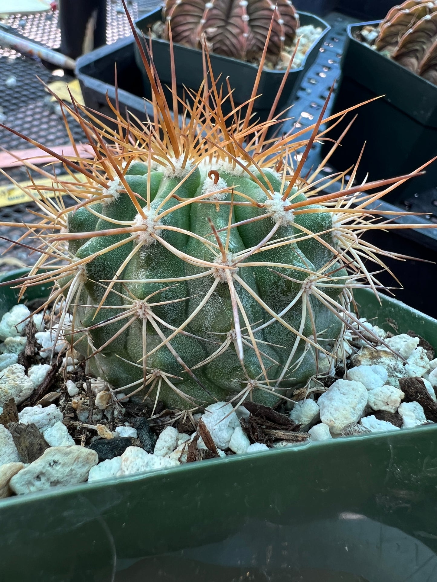 Copiapoa coquimbana cactus