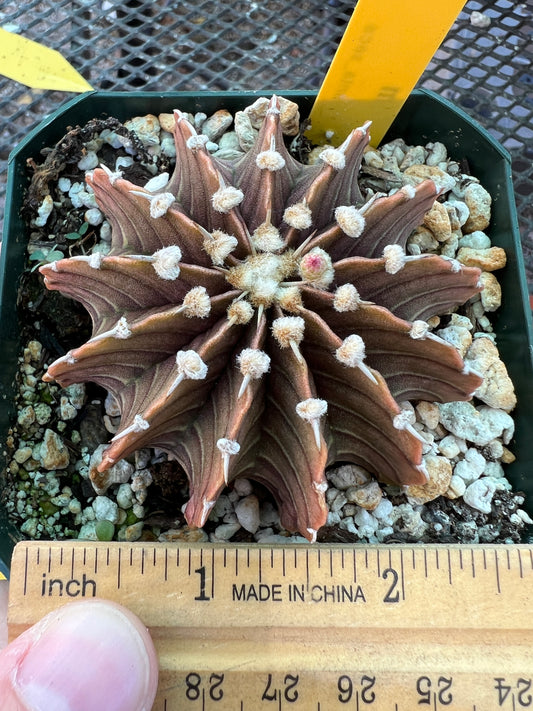 Gymnocalycium friedrichii LB2178 cactus #3