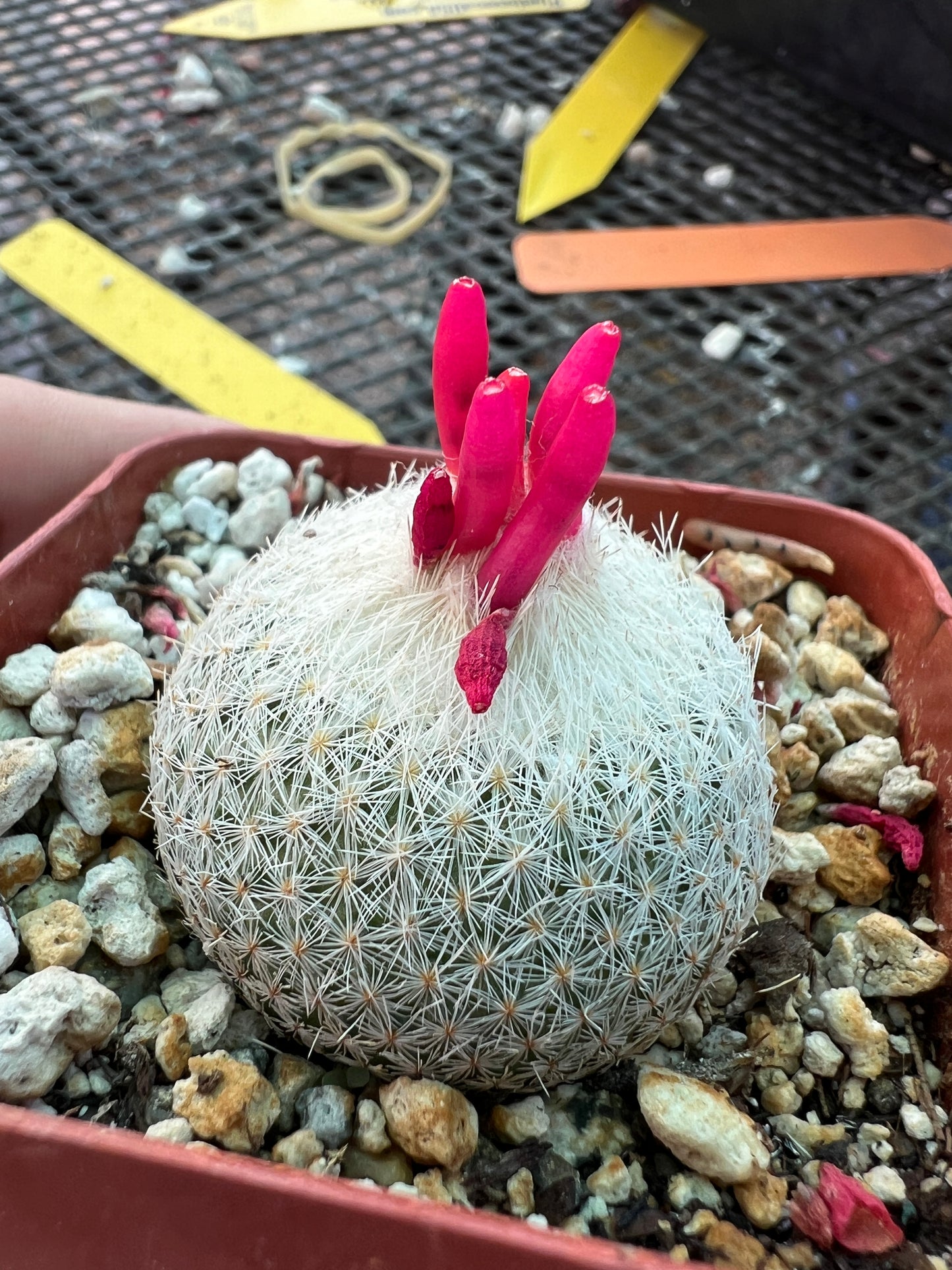 Epithelantha micromeres cactus in 2.75 inch pot