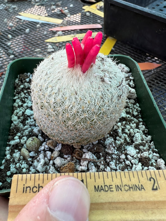 Epithelantha micromeres in 3.25 inch pot