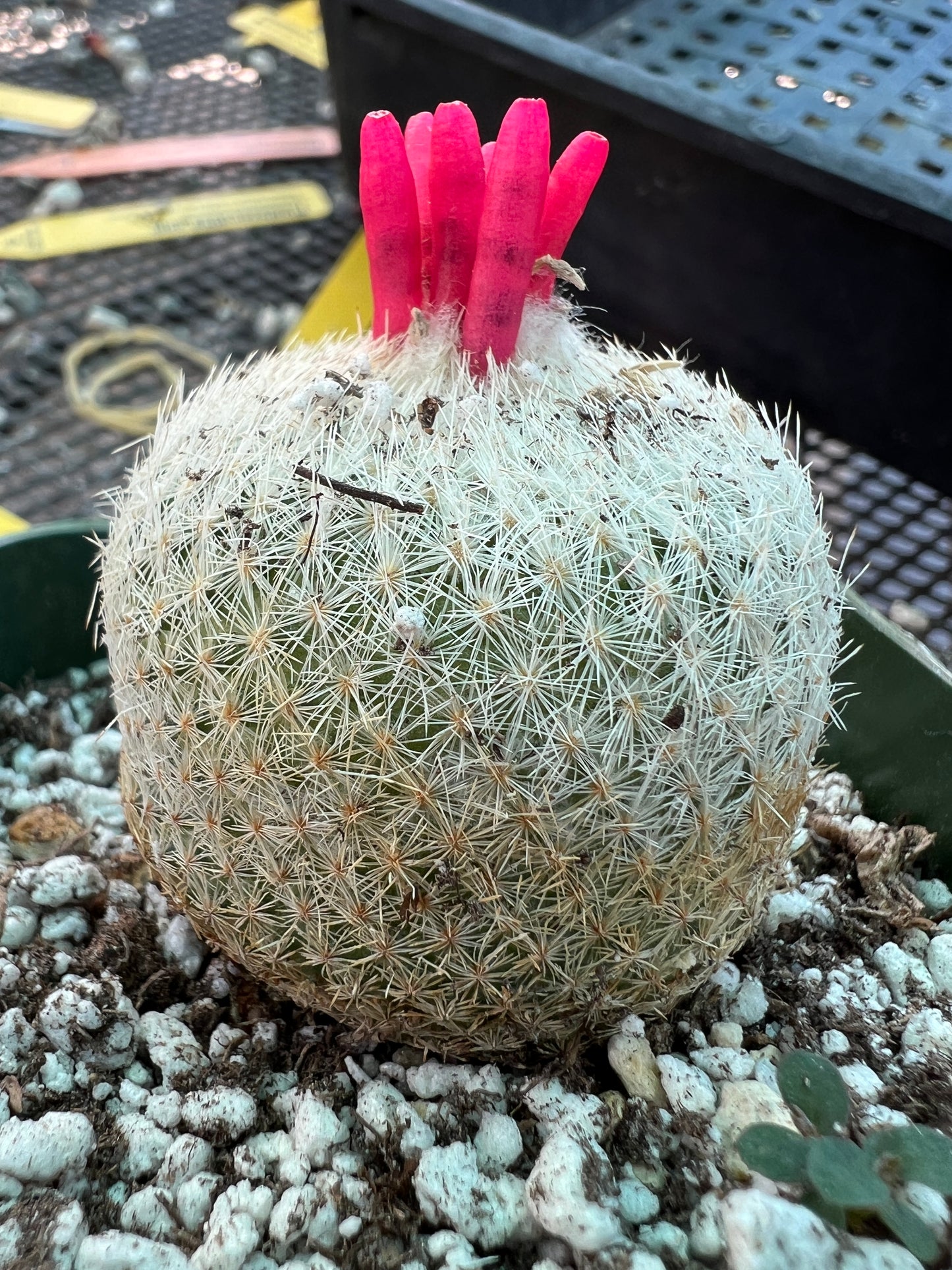 Epithelantha micromeres in 3.25 inch pot