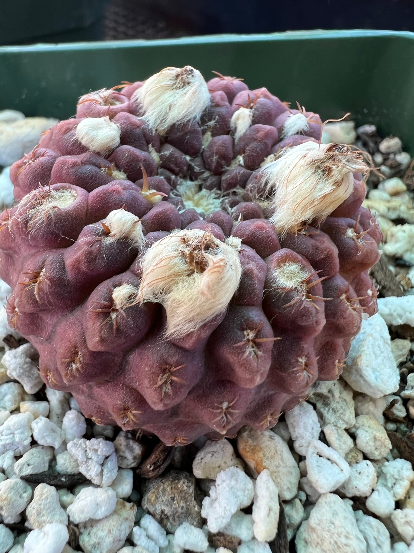 Neochilenia glaubrescense cactus #2