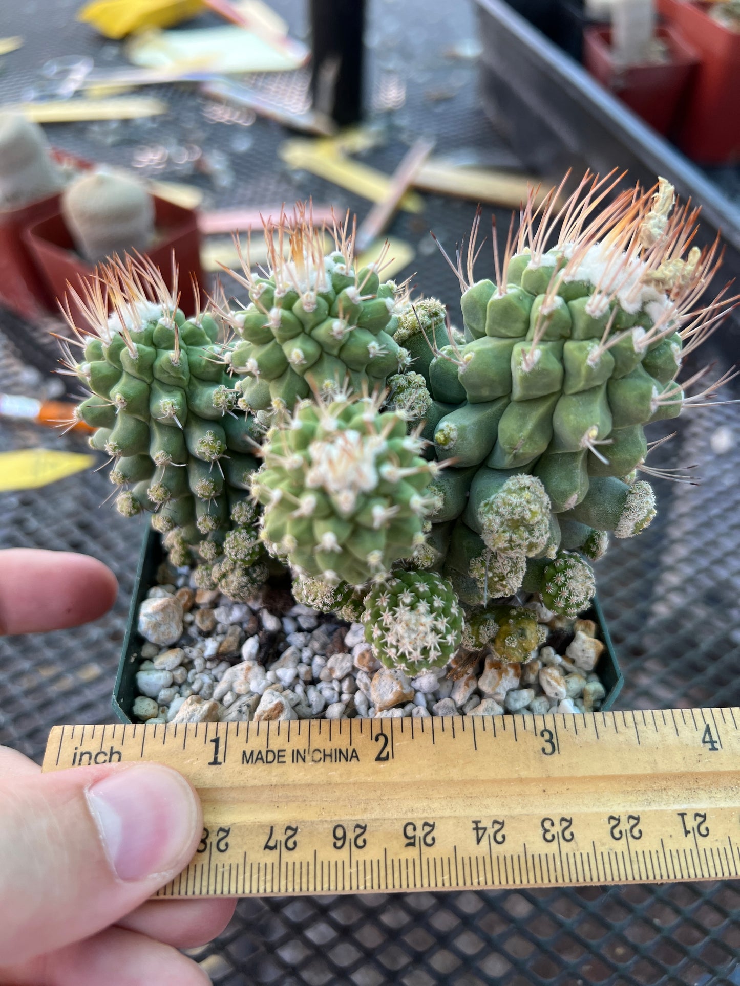 Strombocactus disciformis v Caespitosa cactus rare and large