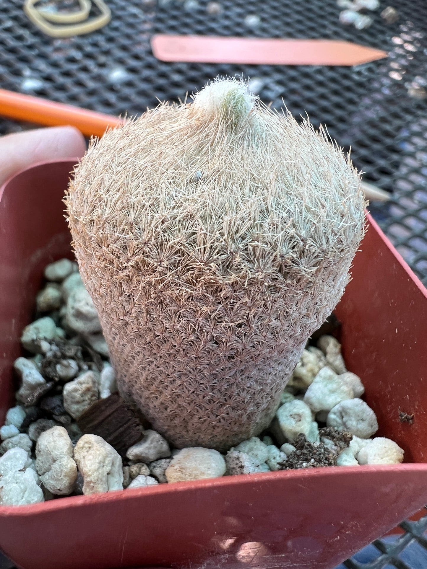 Epithelantha bokei cactus #1