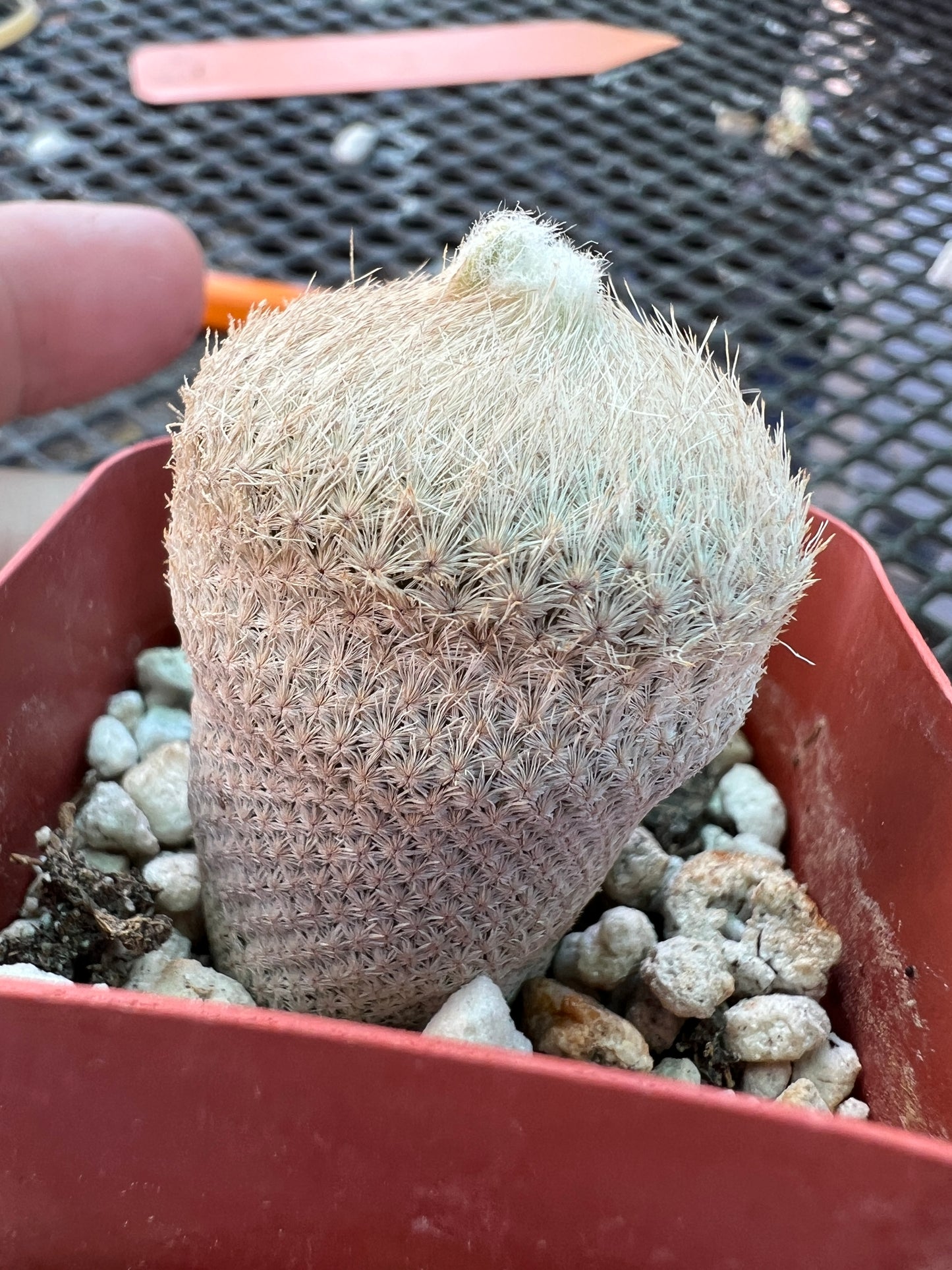 Epithelantha bokei cactus #1
