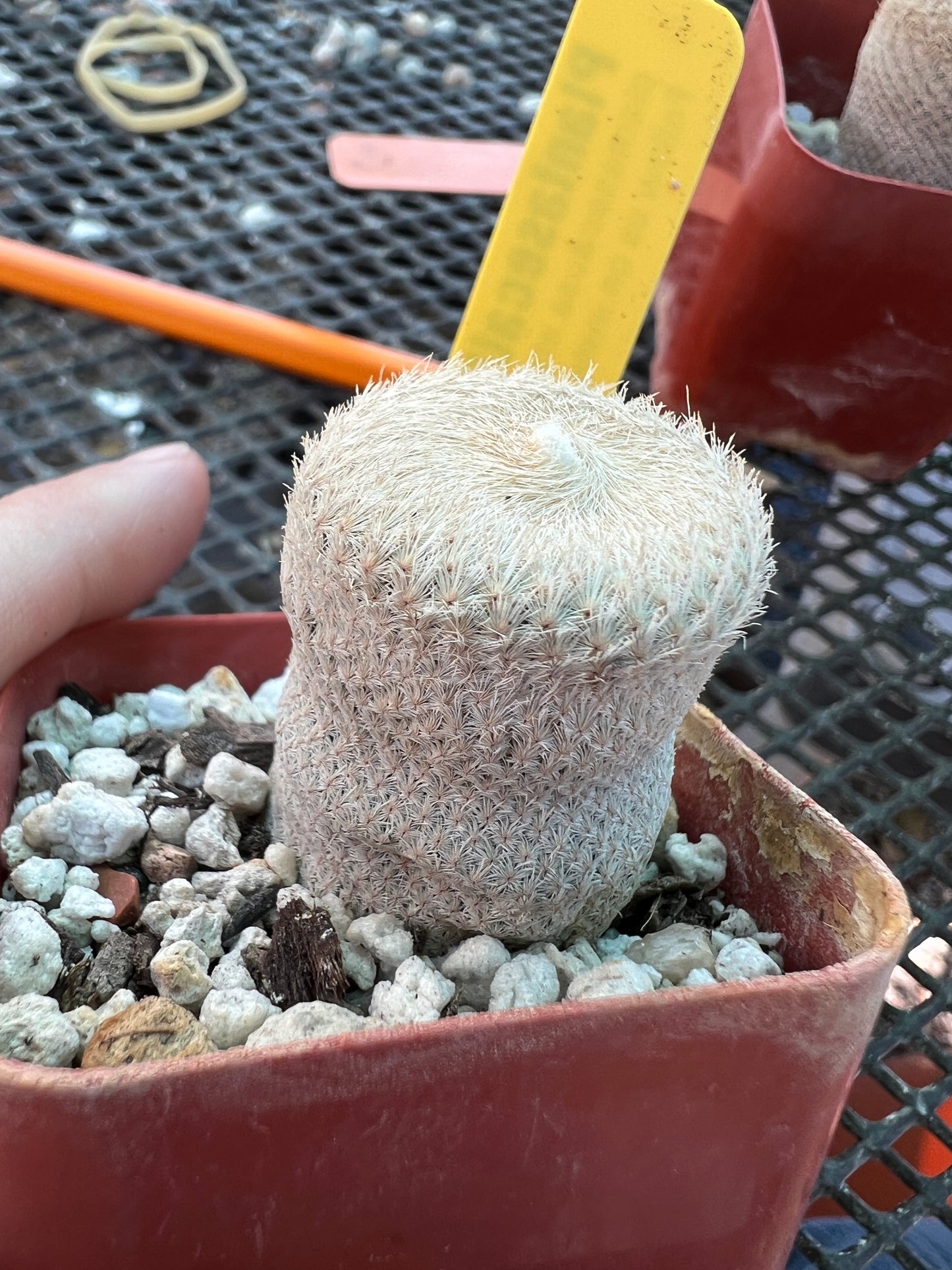 Epithelantha bokei cactus #2