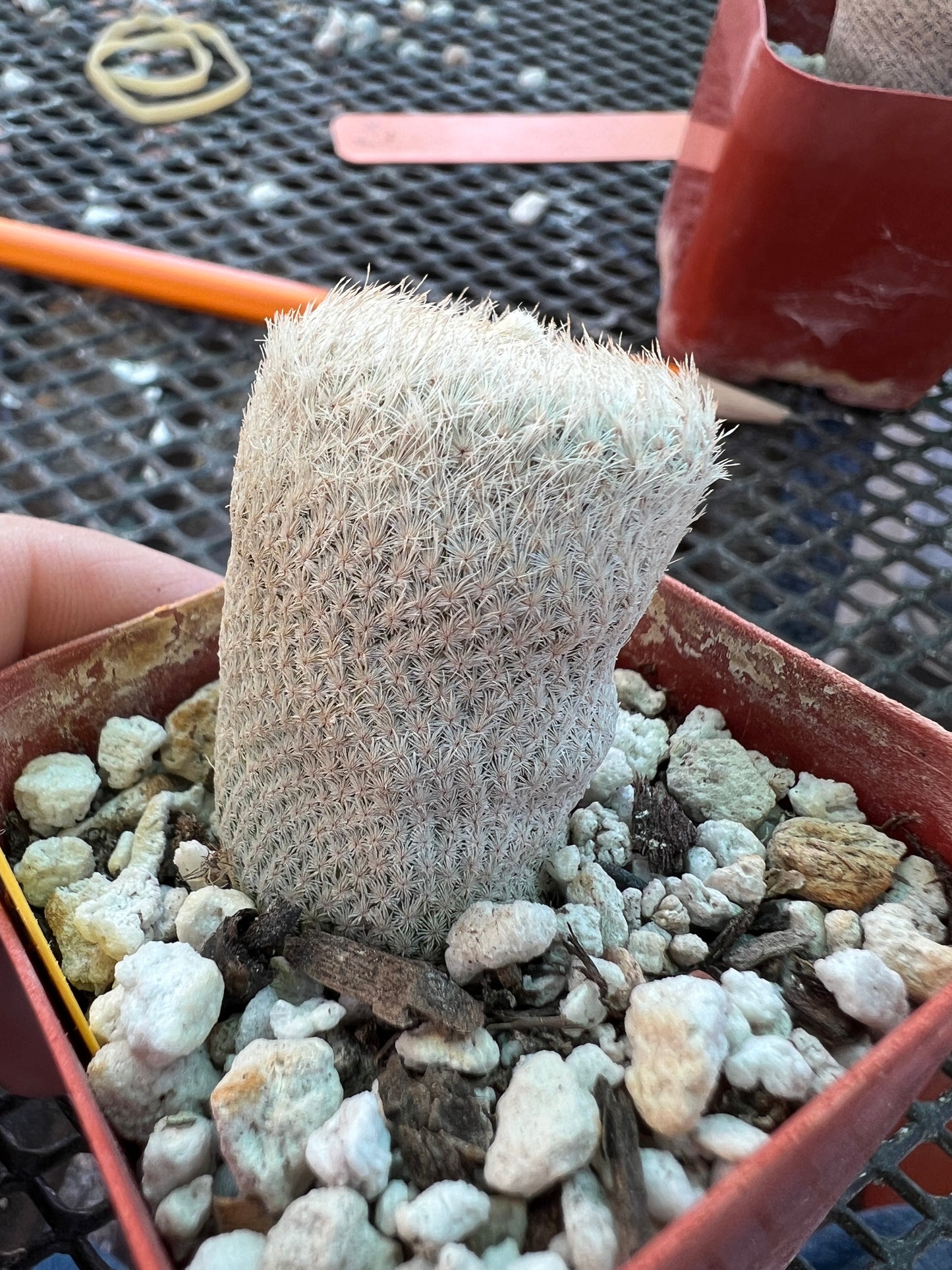 Epithelantha bokei cactus #2
