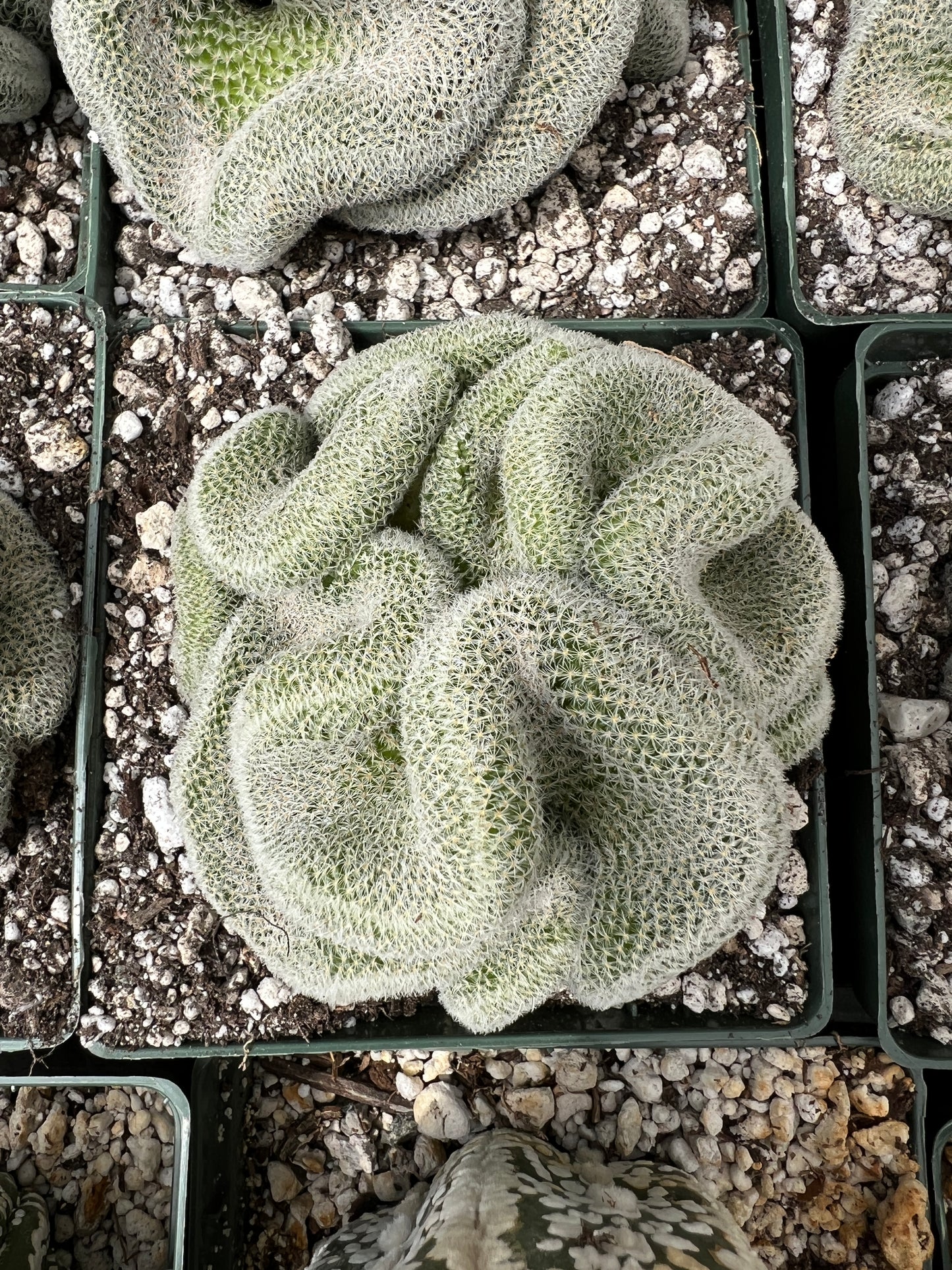 Mammillaria perbella crest in 4.25 inch pot very nice plants