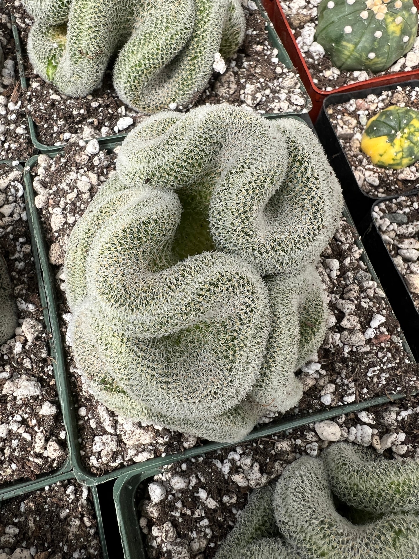 Mammillaria perbella crest in 4.25 inch pot very nice plants