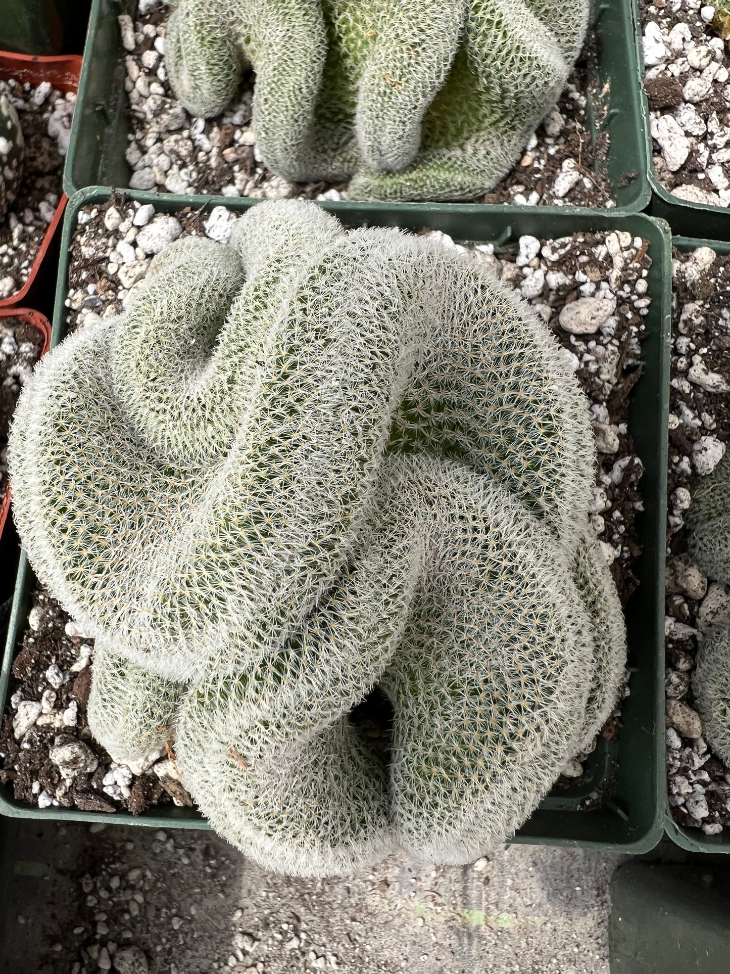 Mammillaria perbella crest in 4.25 inch pot very nice plants