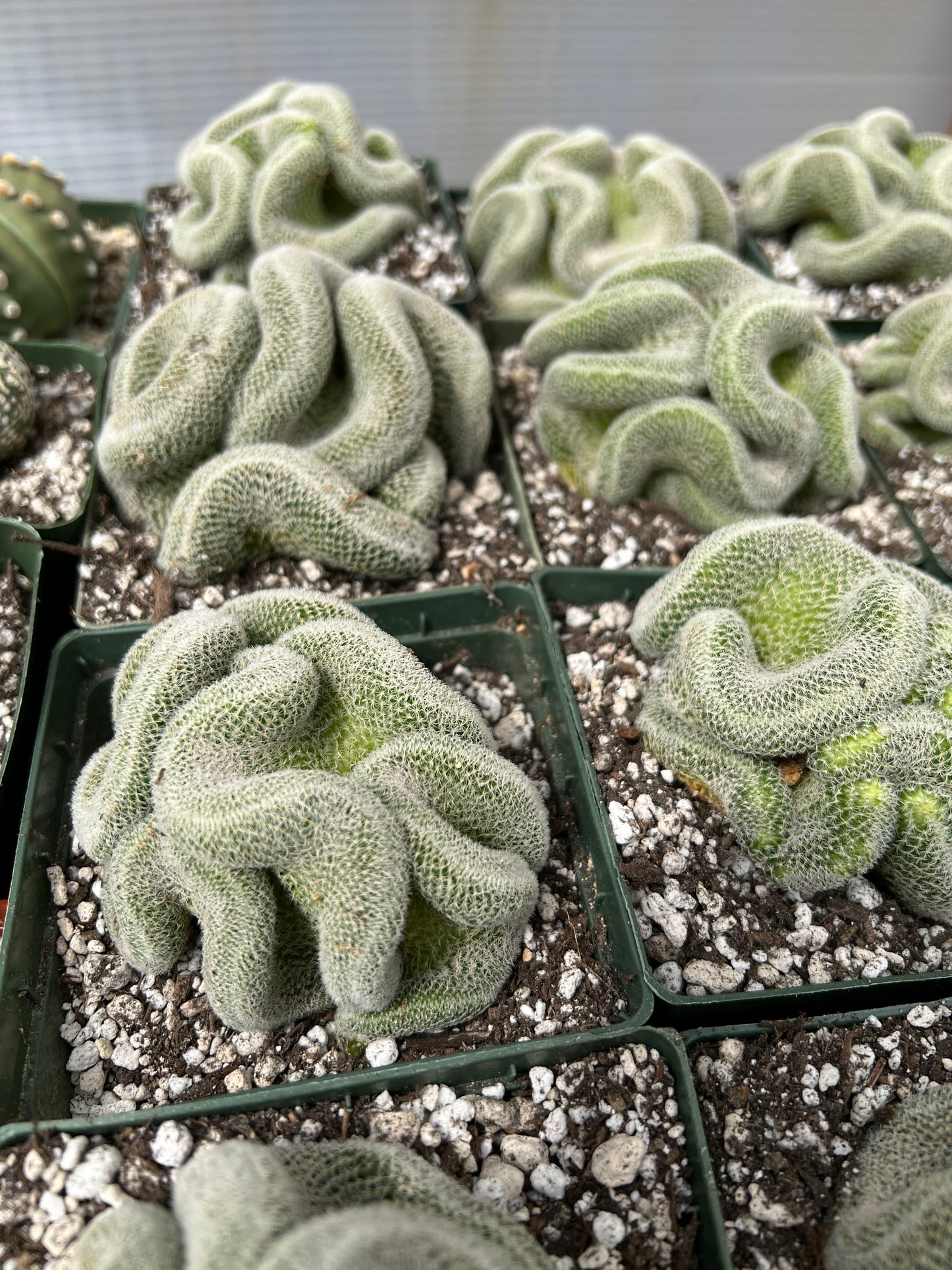 Mammillaria perbella crest in 4.25 inch pot very nice plants