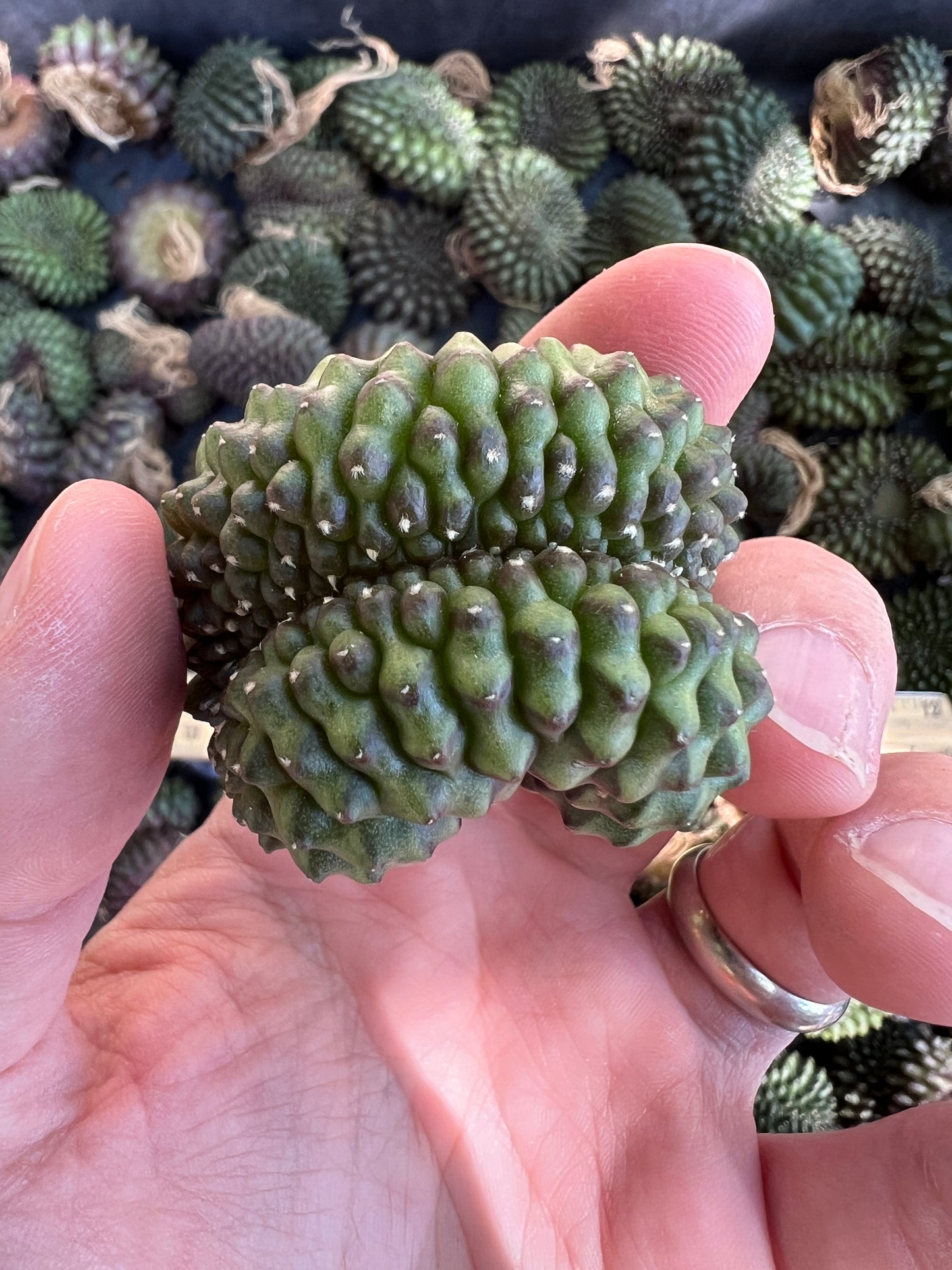 Gymnocalycium inermis crest, single plant for 13.99$