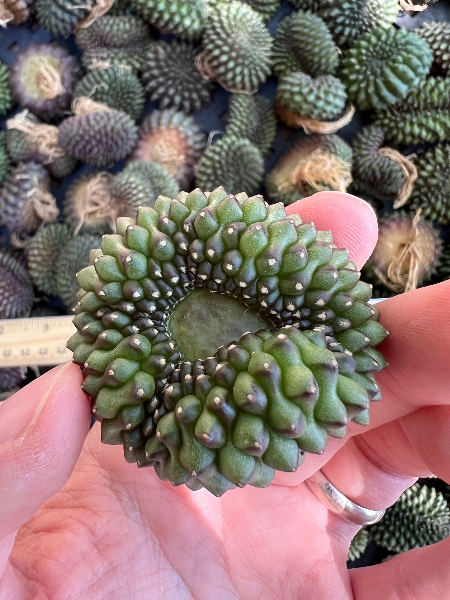 Gymnocalycium inermis crest, single plant for 13.99$