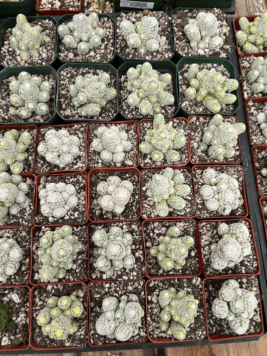 Mammillaria humboldtii 6 plants for 50$ shipped cheap deal