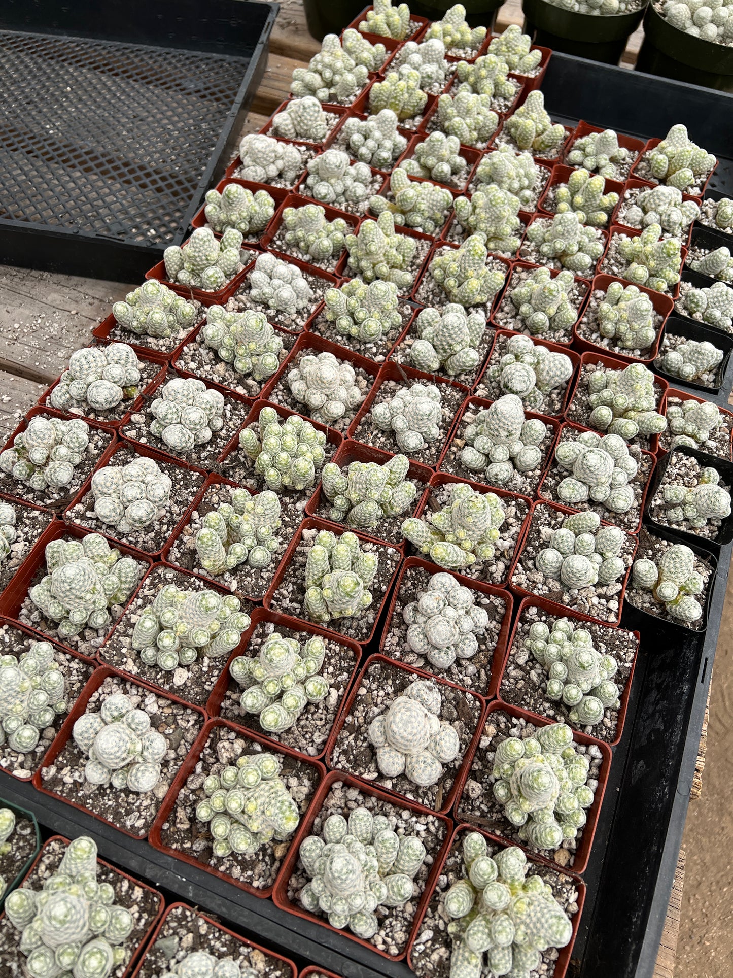 Mammillaria humboldtii 6 plants for 50$ shipped cheap deal