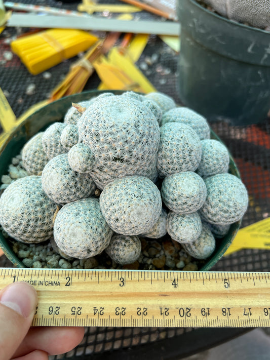 Mammillaria herrerae specimen cactus in 6 inch pot, show ready