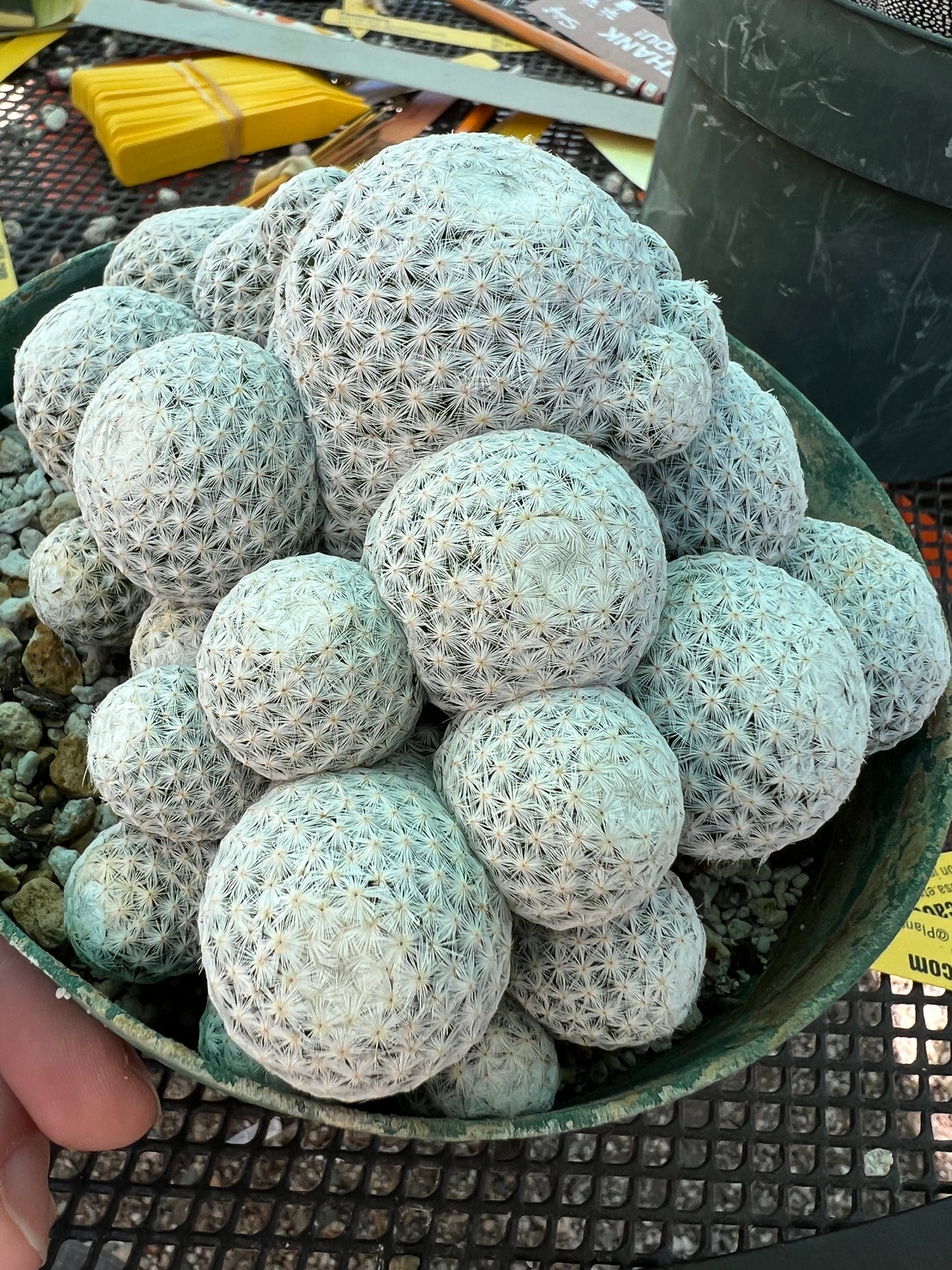 Mammillaria herrerae specimen cactus in 6 inch pot, show ready