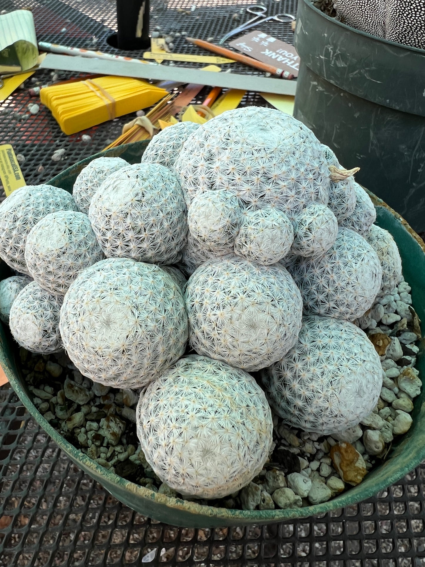 Mammillaria herrerae specimen cactus in 6 inch pot, show ready