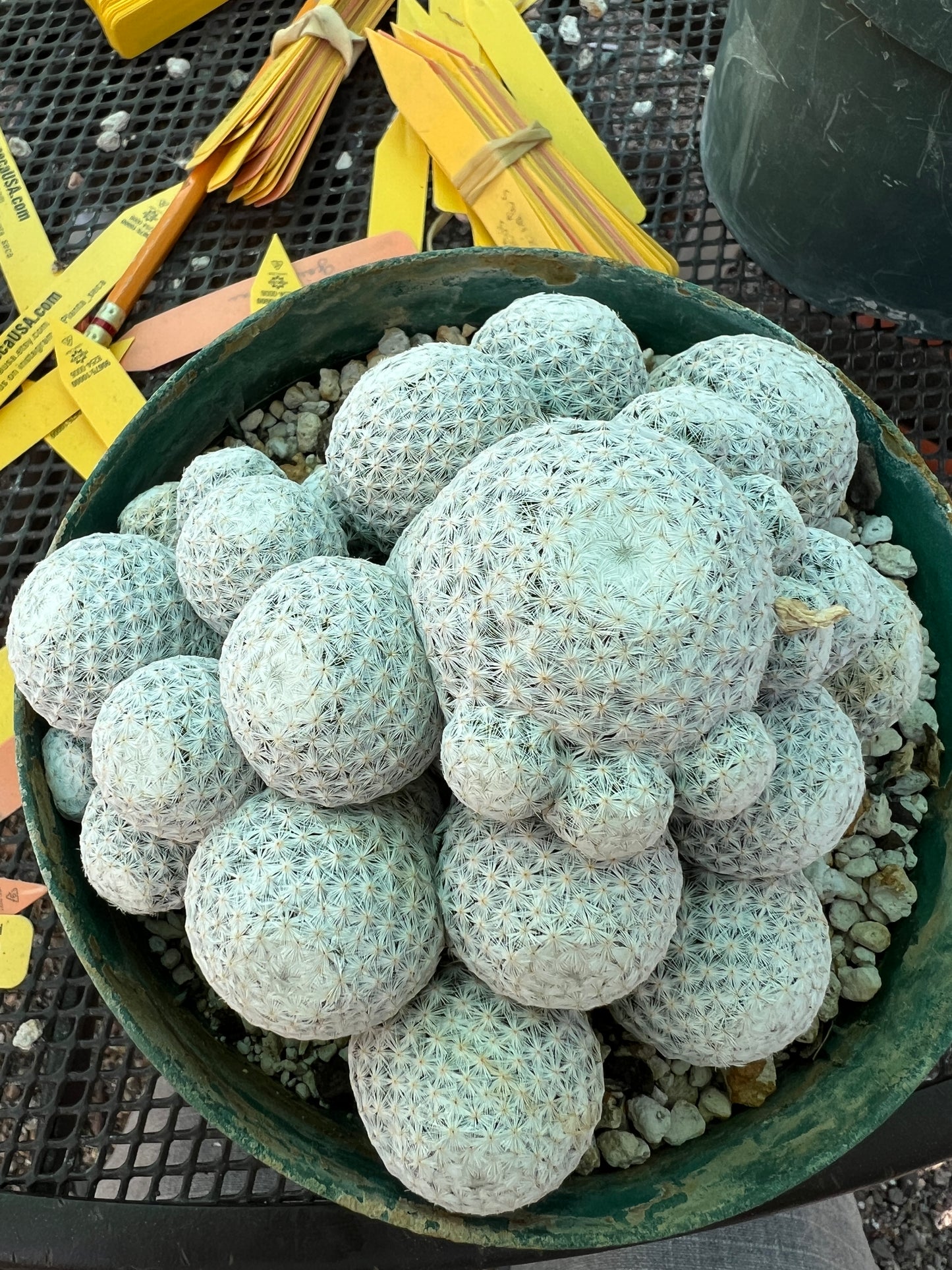 Mammillaria herrerae specimen cactus in 6 inch pot, show ready