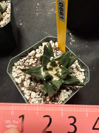 Ariocarpus scapharostris 661