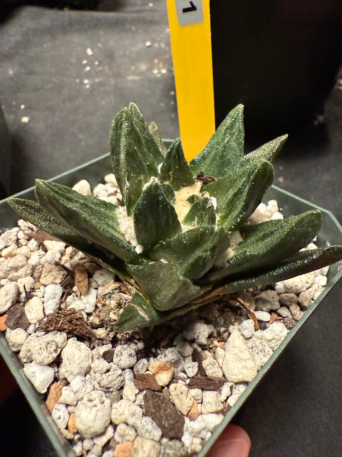 Ariocarpus scapharostris 661
