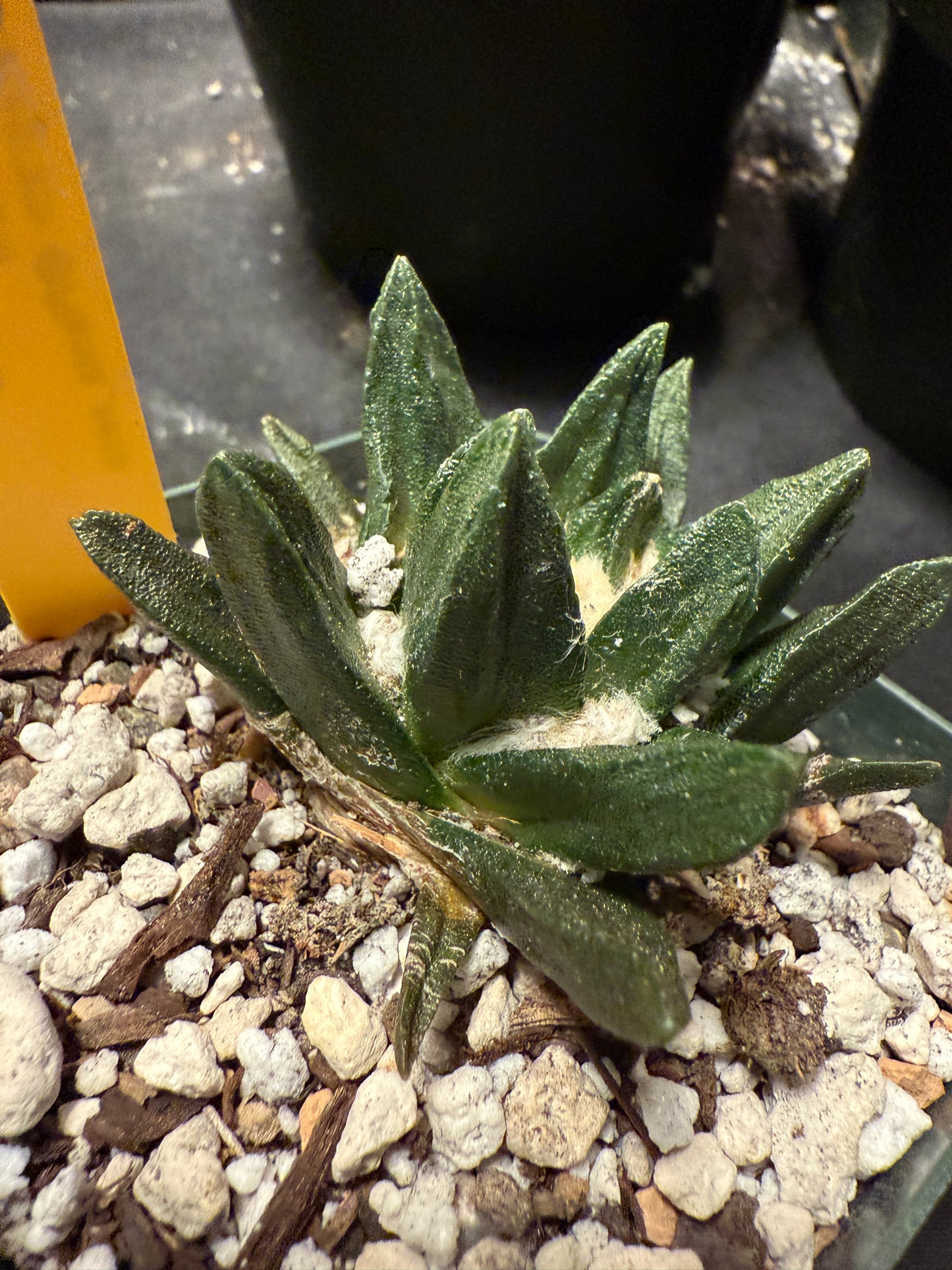 Ariocarpus scapharostris 661