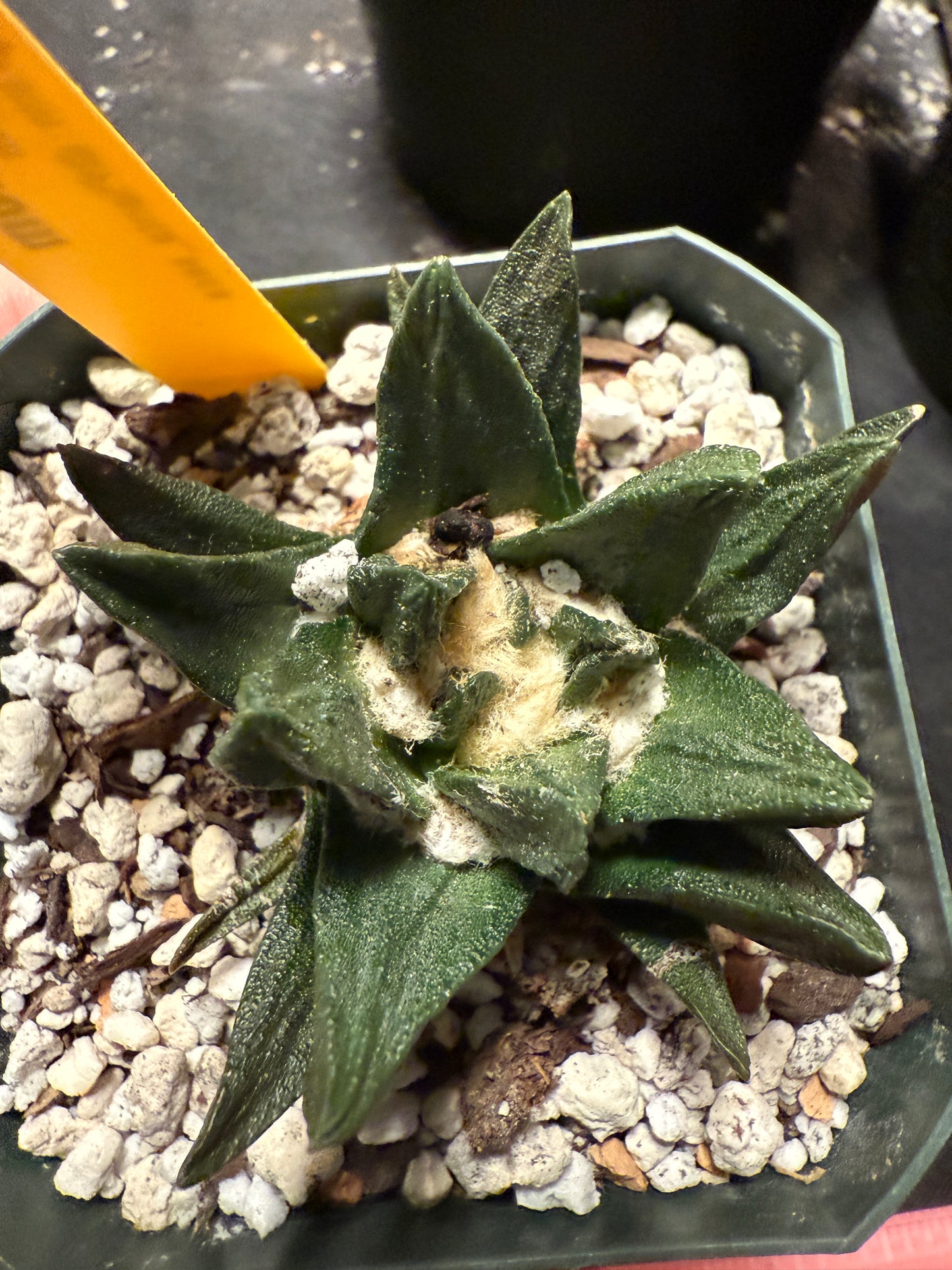 Ariocarpus scapharostris 661