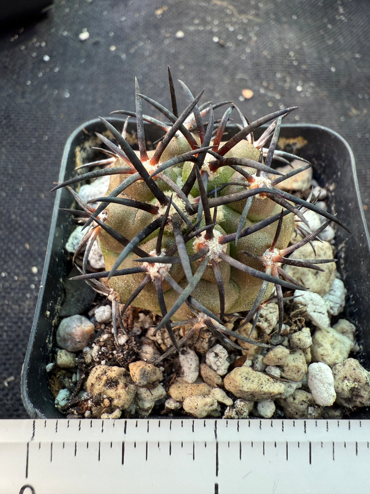 Copiapoa echinoides very pretty plant 125