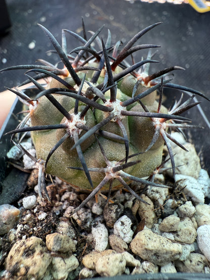 Copiapoa echinoides very pretty plant 125