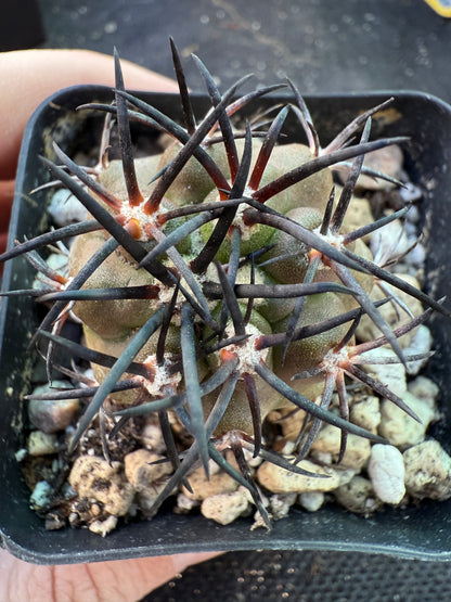 Copiapoa echinoides very pretty plant 125