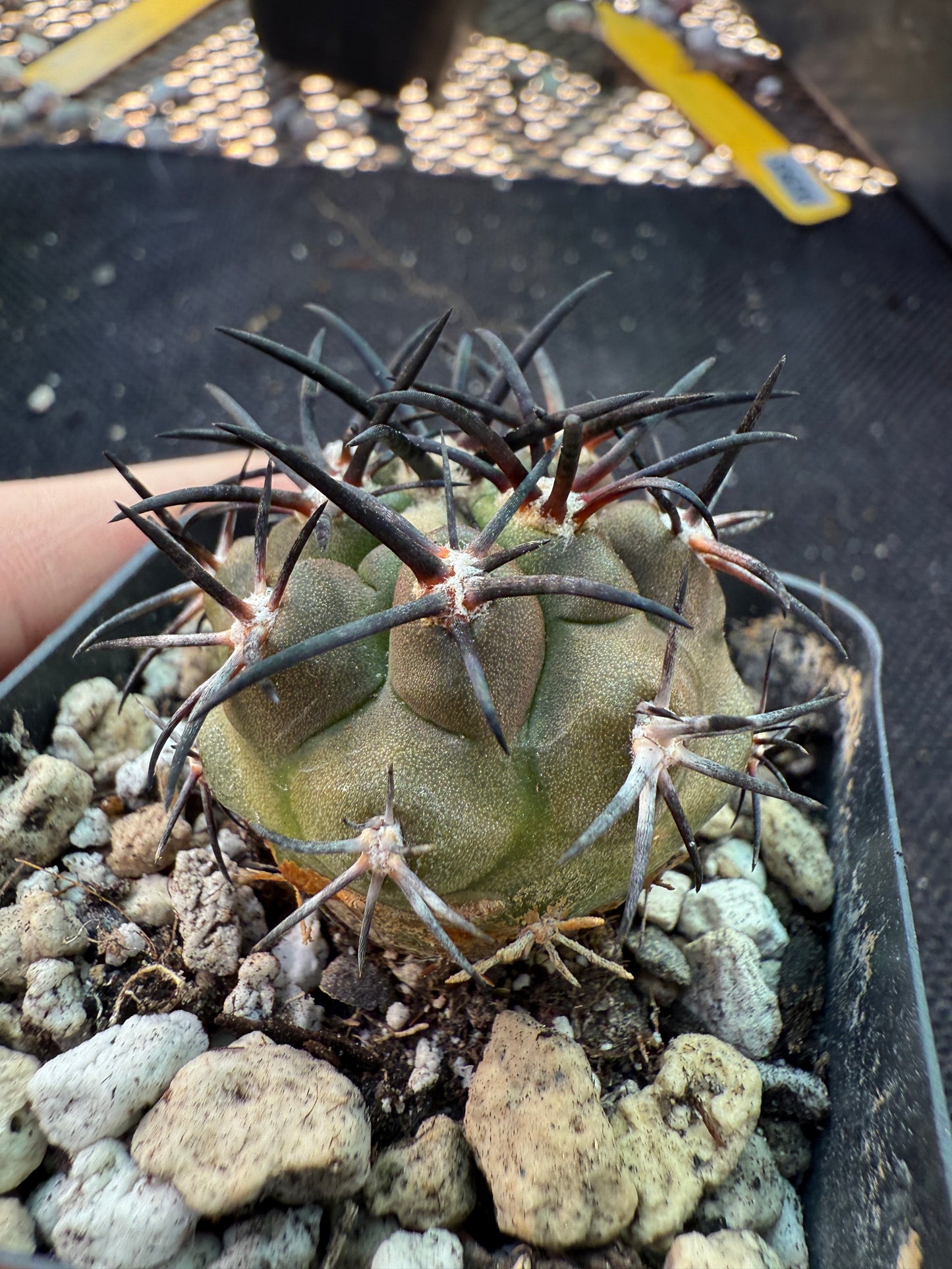 Copiapoa echinoides very pretty plant 125