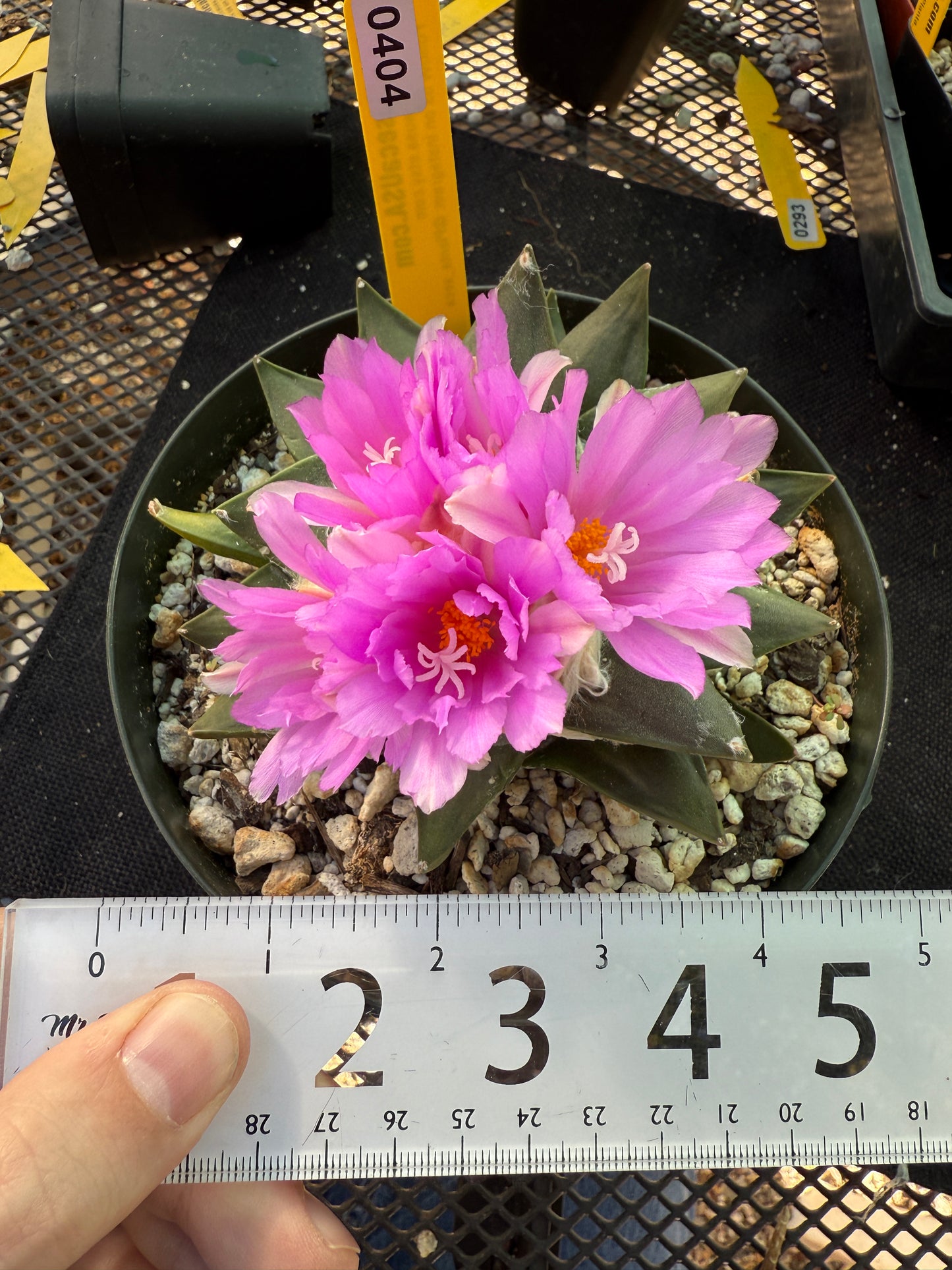Ariocarpus confusus rare plant 404
