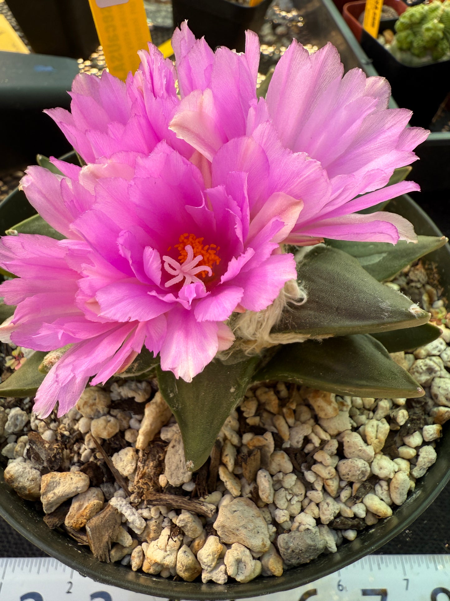 Ariocarpus confusus rare plant 404