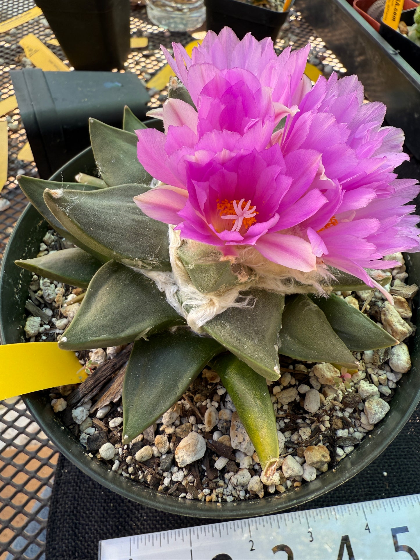 Ariocarpus confusus rare plant 404