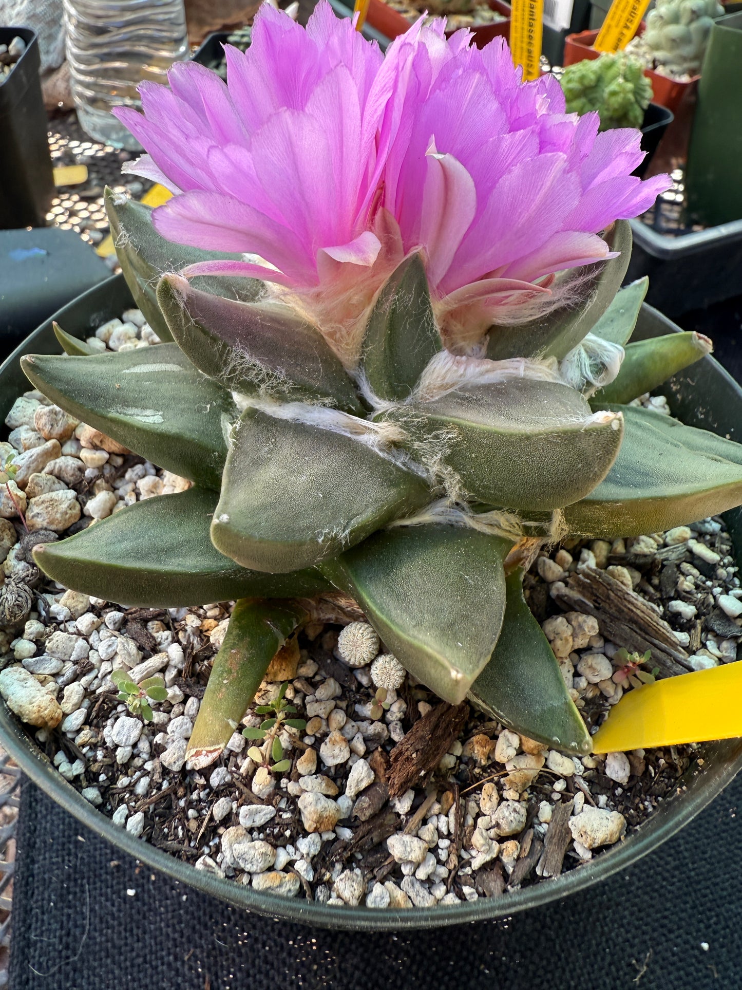 Ariocarpus confusus rare plant 404