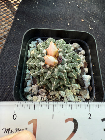 Ariocarpus kotschoubeyanus albiflora grafted on short pereskiopsis 673