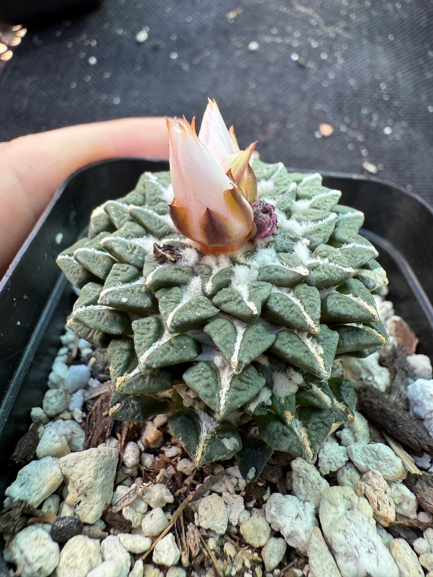 Ariocarpus kotschoubeyanus albiflora grafted on short pereskiopsis 673