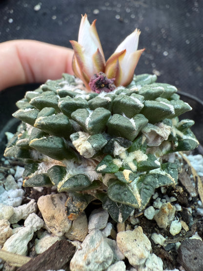 Ariocarpus kotschoubeyanus albiflora grafted on short pereskiopsis 673