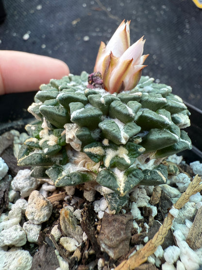 Ariocarpus kotschoubeyanus albiflora grafted on short pereskiopsis 673