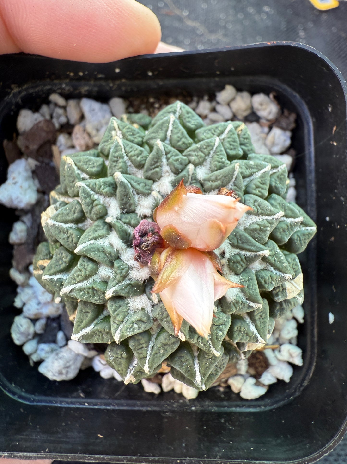 Ariocarpus kotschoubeyanus albiflora grafted on short pereskiopsis 673